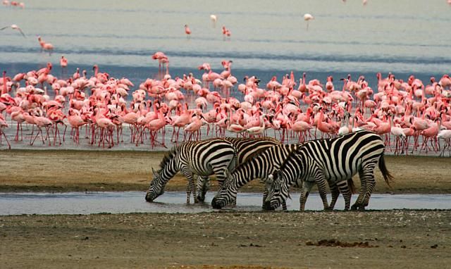 2 Days safari to Tarangire and Ngorongoro